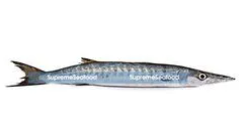 Barracuda/Cheelavu (ശീലാവ്) Whole Fish 1kg,Gross Weight Before Cleaning/Cutting