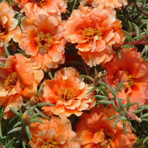 Double Orange Moss Rose 2.jpg