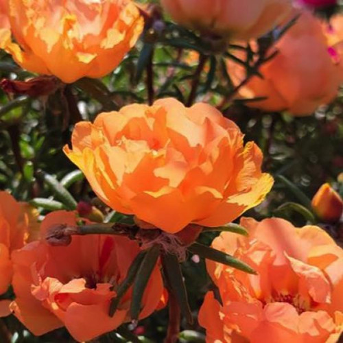 a mossrose 24 7ornace rc.jpg