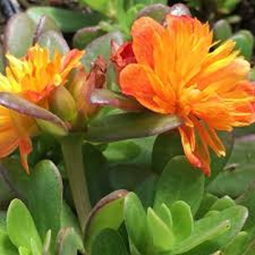 Double Orange Moss Rose 1.jpg