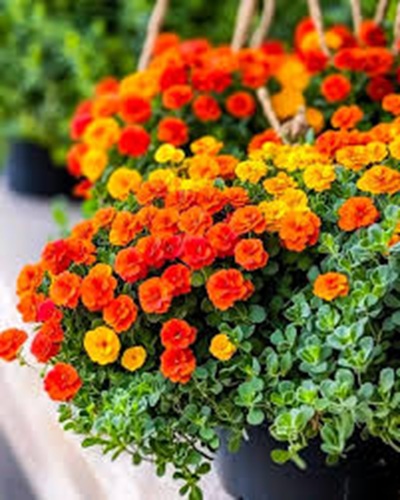 Double Orange Moss Rose.jpg