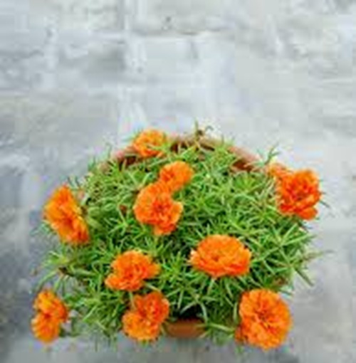 Double Orange Moss Rose 3.jpg