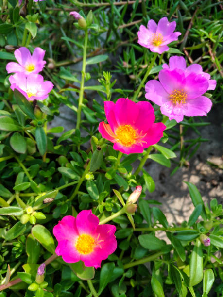 The Vibrant Colors of Wingpod Purslane Flower (Portulaca Umbraticola) with Green Leaves Background.jpg