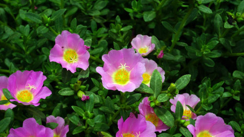 the beauty of purslane flower or rose moss. this plant is easy to grow in tropical and subtropical c.jpg
