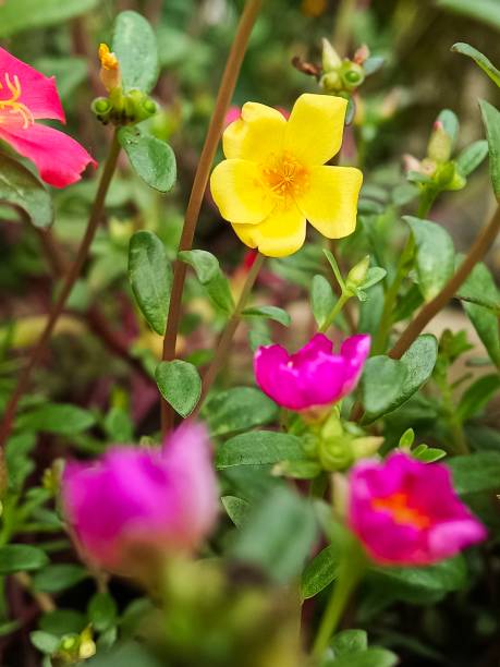 Selective focus of Moss rose purslane flowers in the garden with blurry background.jpg