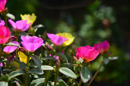 Soft focus of Common Purslane, Verdolaga, Pigweed, Little Hogweed, Pusley or Portulaca Flowers.jpg