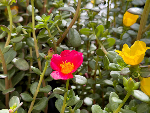 A view of some yellow and pink purslane flowers, on display at the nursery..jpg