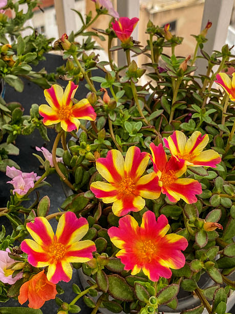 High angle close-up view of striped red and yellow portulaca flowers in balcony in the city of Valen.jpg