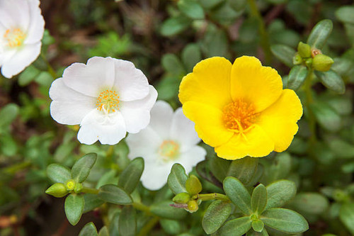 Sun Rose flower white and yellow color in garden.jpg