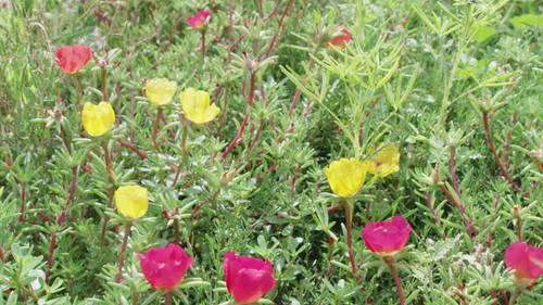 Honeybee collects nectar from flower of portulaca. Purslane flowering, macro, slow motion. Apicultur.jpg