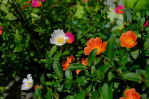 The flowers is blooming in the garden.jpg