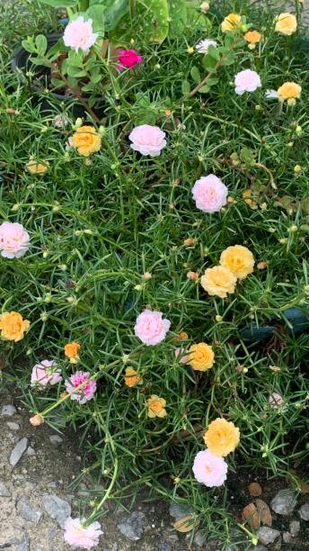 The flower named Mrs. Wake up late. It is an ancient flower that is believed to be auspicious and co.jpg