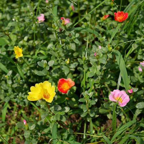 The portulaca flowers at the backyard garden. (2).jpg