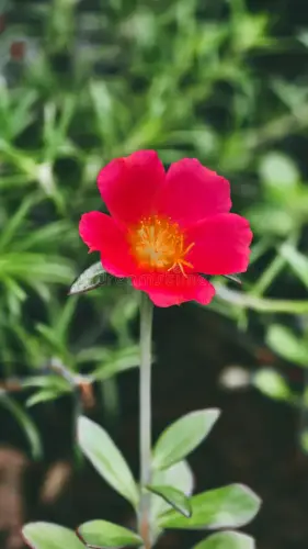 vivid red moss rose basks sun amidst lush verdant backdrop striking close up shot vibrant flower its.webp