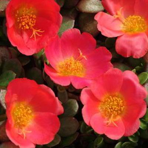 portulaca toucan scarlet shades.jpg