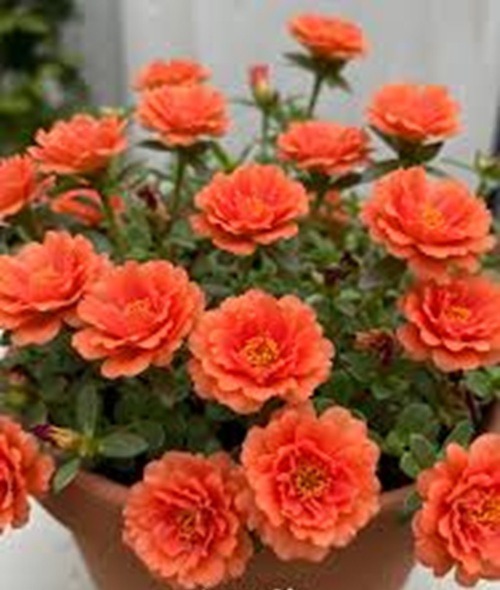 Double Orange Portulaca 8.jpg