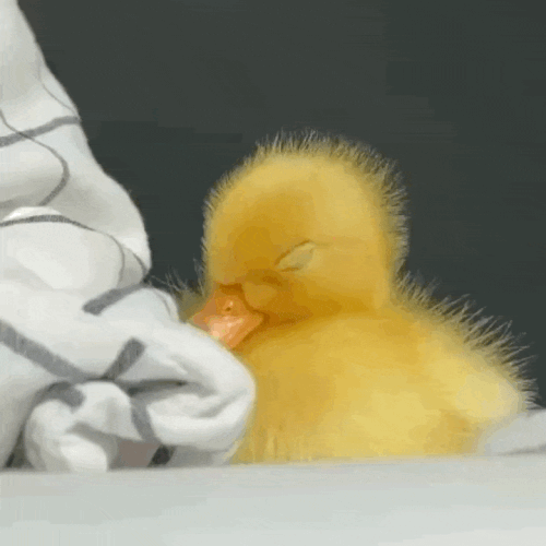 IMG 7567.gif