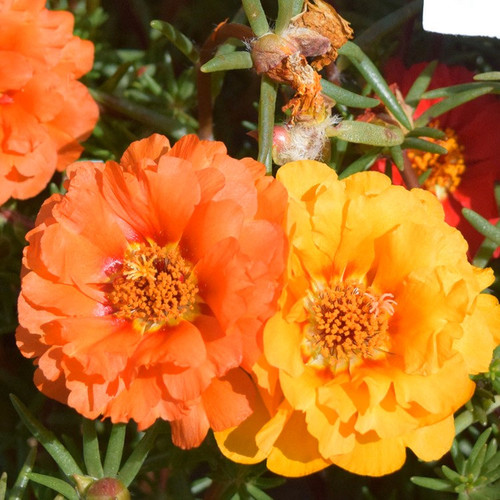 Double Orange Color Moss Rose Flower Seeds.jpg