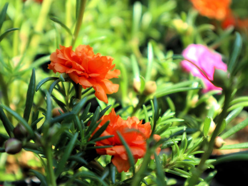 Double Orange Moss Rose 5.jpg