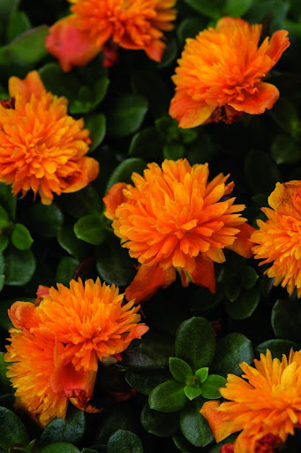 Double Orange Portulaca.jpg