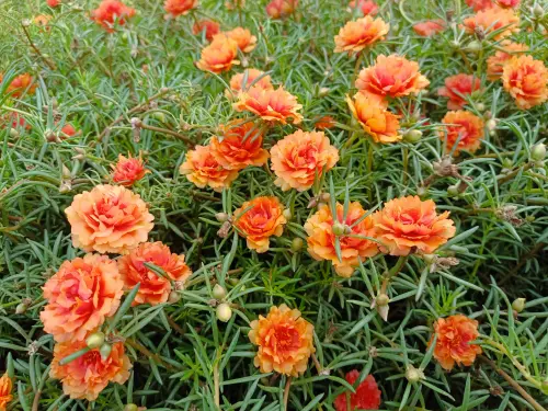 Double Orange Portulaca 1.webp