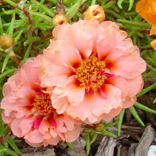 peach double flowered portulaca.jpg