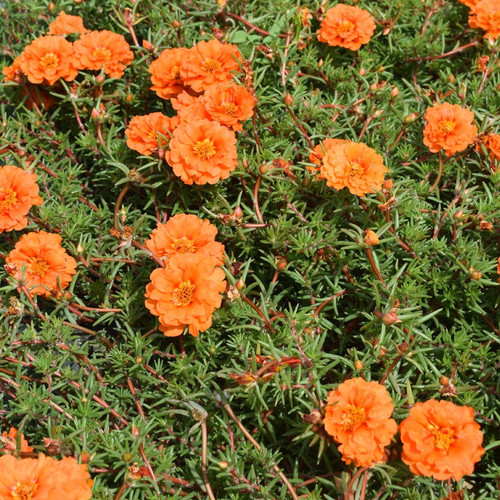 Double Orange Color Moss Rose Flower Seeds for Planting.jpg