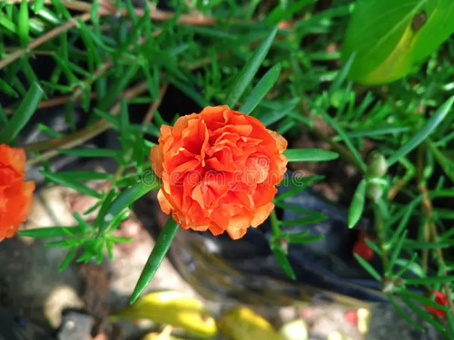 Double Orange Portulaca 2.jpg