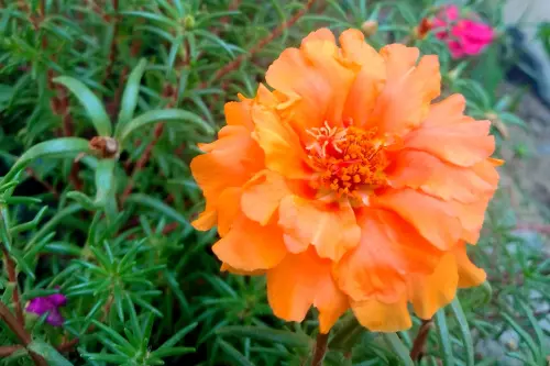 Double Orange Portulaca 3.webp