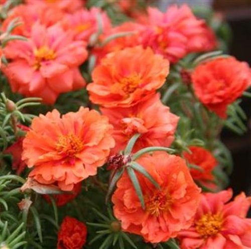 plantsguru portulaca orange.jpg
