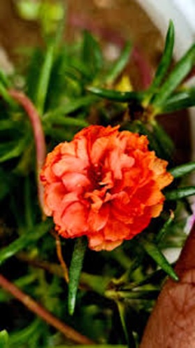 Double Orange Portulaca 4.jpg