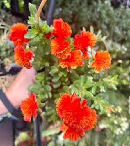 Double Orange Portulaca 6.jpg