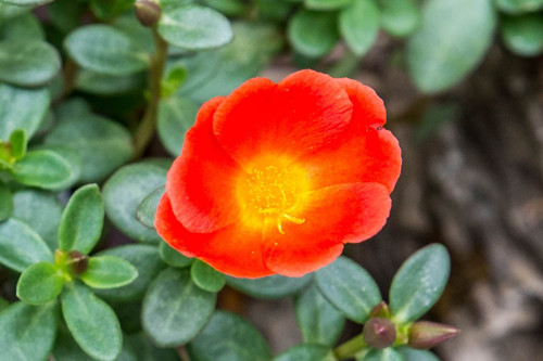 Double Orange Portulaca 5.jpg