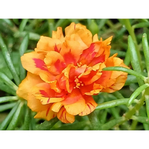 Double Orange Portulaca 7.jpg