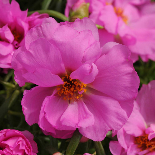 rose moss happy hour pink mix bal 3.jpg