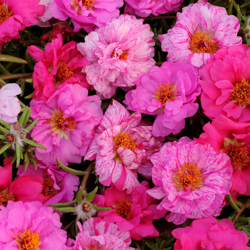 rose moss happy hour pink mix bal 1.jpg