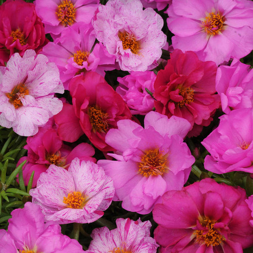 rose moss happy hour pink mix bal 5.jpg