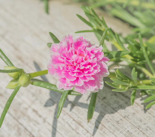 moss rose pink portulaca grandiflora 250 seedssouthern seeds 382304.jpg