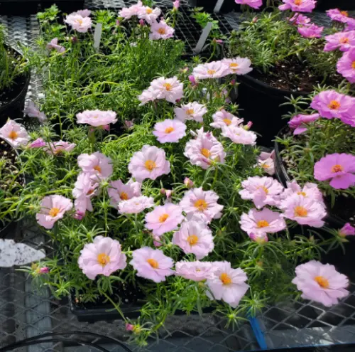 Light Pink1 13826.webp