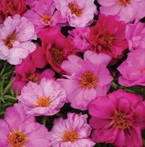 Portulaca Happy Hour Pink Passion 1.jpg