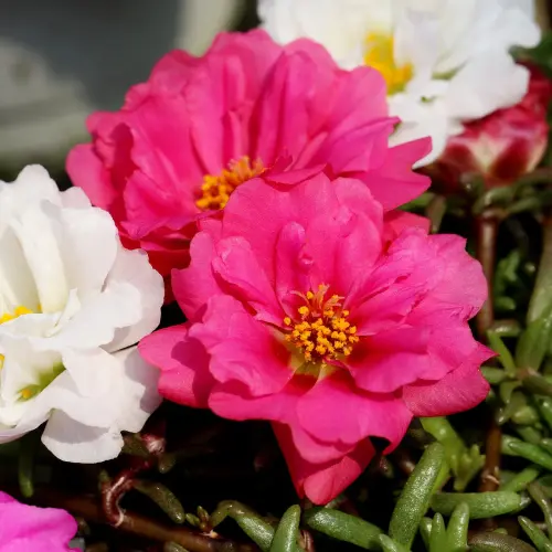 portulaca happyhour rose moss onlineshop capegarden 1800x1800.webp