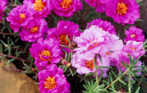 static onecms io wp content uploads sites 37 2020 02 portulaca pink.jpg