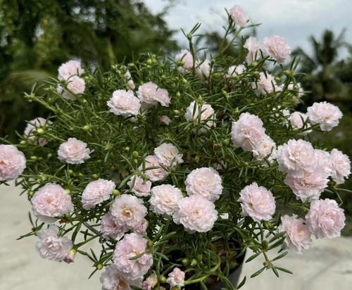Baby Pink Moss Rose.jpg