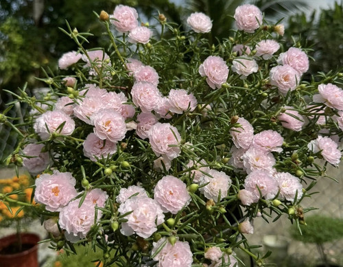 Baby Pink Moss Rose 1.jpg