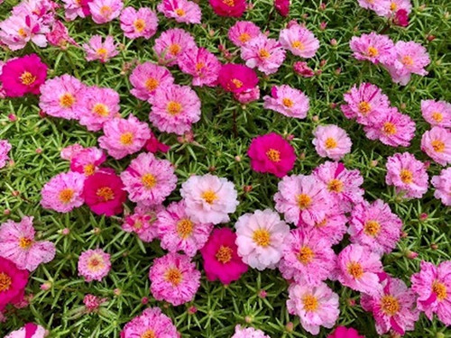 Portulaca Happy Hour%E2%84%A2 Peppermint 1.jpg