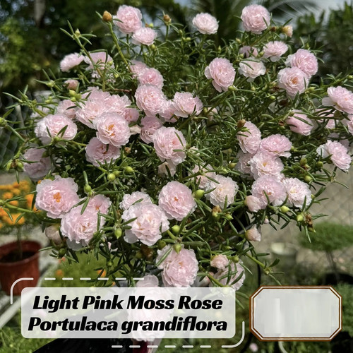 il fullxfull 6535370680 852o.jpg