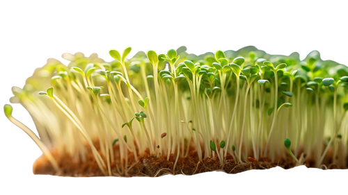 b36a088766c2.png