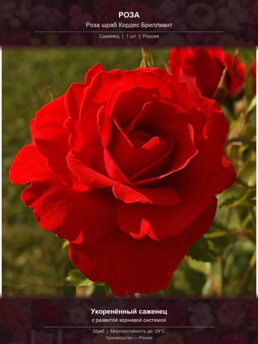5e2ce9050d98.png