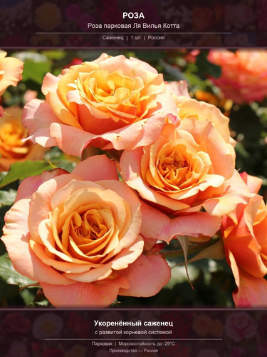 d8c62478a40a.png