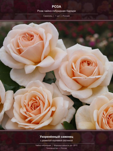 23b6f3c87290.png